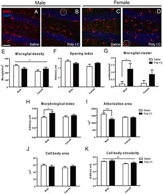 Prenatal Immune Challenge in Mice Leads to Partly Sex-Dependent Behavioral, Microglial, and Molecular Abnormalities Associated with Schizophrenia